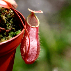 Nepenthes bellii Nepenthes bellii