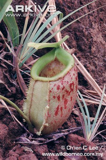 Nepenthes bellii Pitcher plant videos photos and facts Nepenthes bellii ARKive