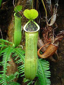 Nepenthes benstonei httpsuploadwikimediaorgwikipediacommonsthu