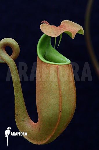Nepenthes bicalcarata Araflora exotic flora amp more Tropical pitcher plant 39Nepenthes