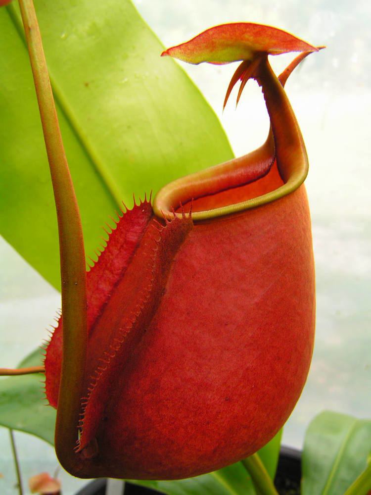 Nepenthes bicalcarata Sunbelle Exotics