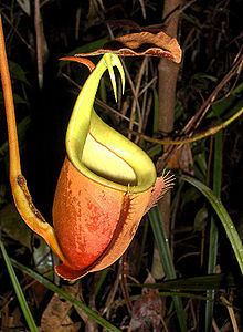 Nepenthes bicalcarata httpsuploadwikimediaorgwikipediacommonsthu