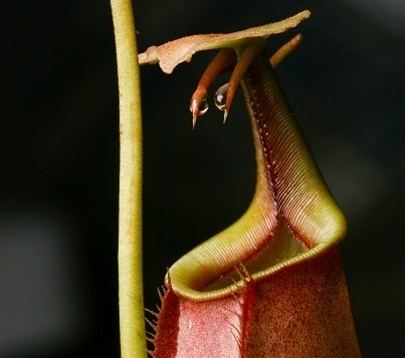 Nepenthes bicalcarata bicalcarata