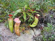 Nepenthes bokorensis httpsuploadwikimediaorgwikipediacommonsthu