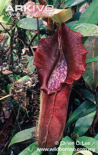 Nepenthes bongso Pitcher plant videos photos and facts Nepenthes bongso ARKive