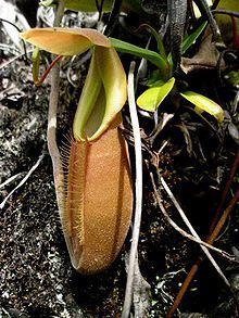 Nepenthes bongso httpsuploadwikimediaorgwikipediacommonsthu