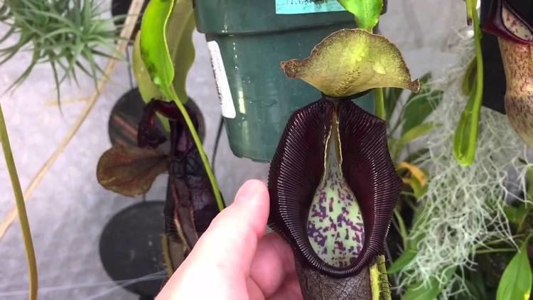 Nepenthes bongso NEPENTHES CARE TIPS WATERING NEPENTHES ROBCANTLYII BONGSO AND MORE