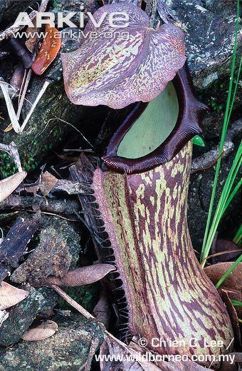 Nepenthes boschiana Pitcher plant videos photos and facts Nepenthes boschiana ARKive