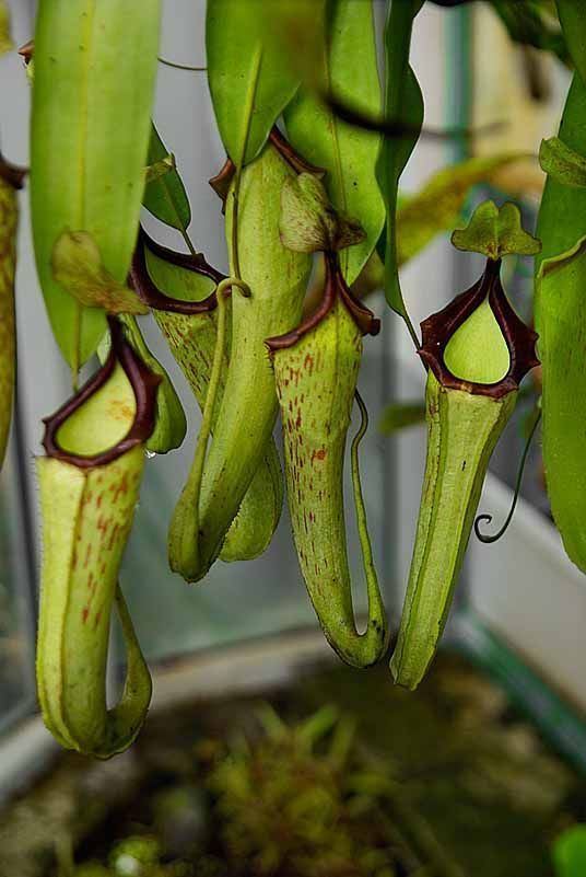 Image result for Nepenthes boschiana
