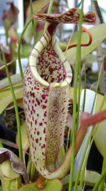 Nepenthes burbidgeae N burbidgeae