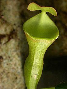 Nepenthes campanulata Nepenthes campanulata Wikipedia