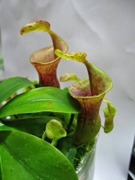 Nepenthes campanulata Thoughts on Growing Nepenthes campanulata Natch Greyes