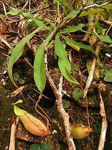 Nepenthes chang httpsuploadwikimediaorgwikipediacommonsthu