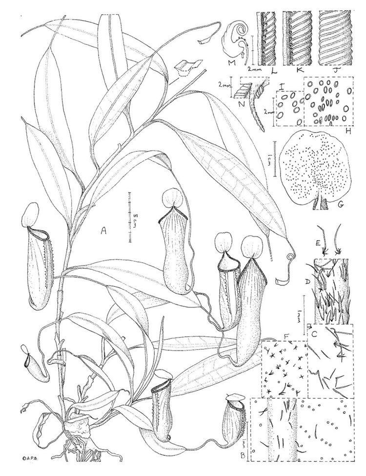 Nepenthes cid