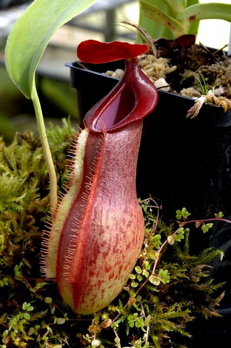 Nepenthes Leilani Nepenthes Tropical Pitcher Plants For Sale