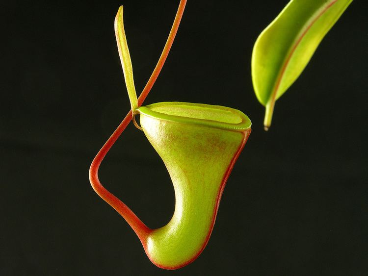 Nepenthes dubia Nepenthes dubia photos