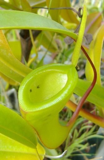 Nepenthes dubia Nepenthes dubia