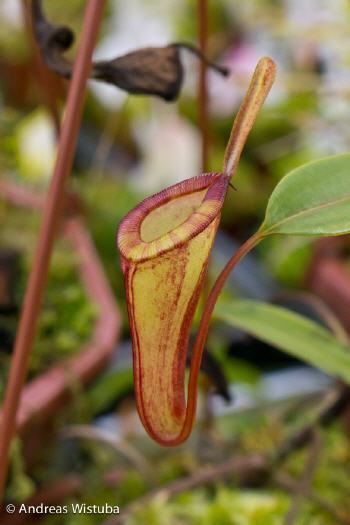 Nepenthes dubia Nepenthes dubia Malea Sumatra