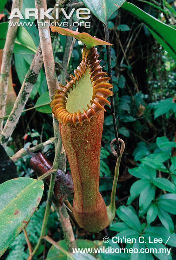 Nepenthes edwardsiana Pitcher plant videos photos and facts Nepenthes edwardsiana ARKive