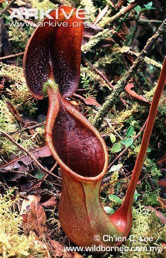 Nepenthes ephippiata Nepenthes Ephippiata quotHose Mountainsquot Nepenthes Carnivorous