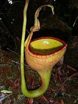 Nepenthes eymae Nepenthes eymae Wikispecies