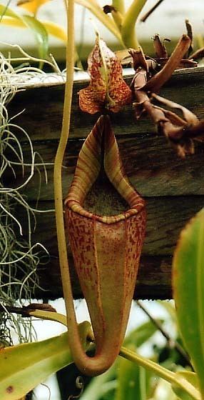Nepenthes eymae Nepenthes eymae