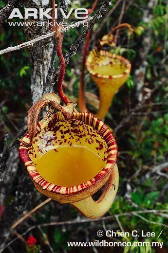 Nepenthes eymae Pitcher plant videos photos and facts Nepenthes eymae ARKive