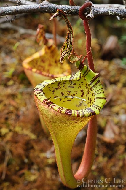 Nepenthes eymae Stock Photograph of Nepenthes eymae from Central Sulawesi Indonesia