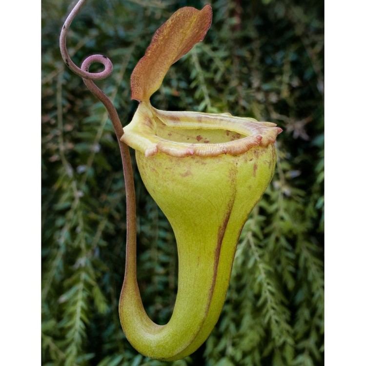 Nepenthes flava Nepenthes Flava for Sale N Flava from West Sumatra