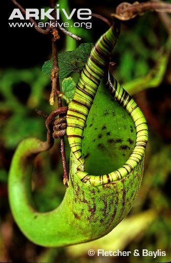 Nepenthes fusca Pitcher plant videos photos and facts Nepenthes fusca ARKive