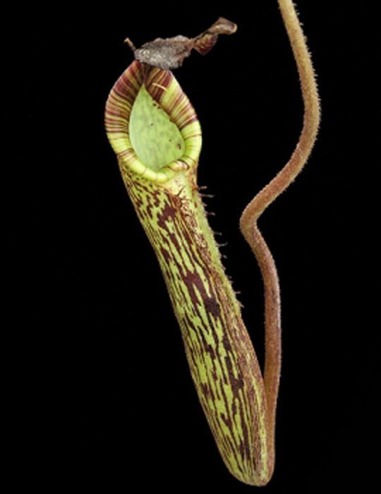 Nepenthes fusca fusca FLARED PERISTOME