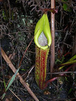 Nepenthes fusca Nepenthes fusca Wikispecies
