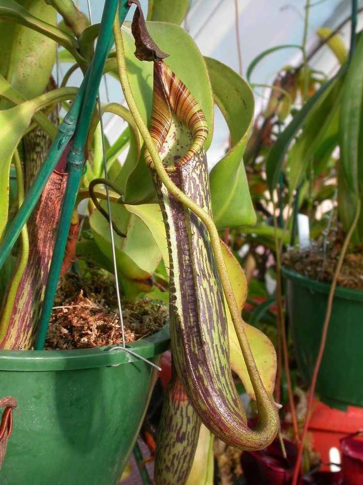 Nepenthes fusca FileNepenthes fuscajpg Wikipedia