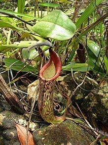 Nepenthes fusca httpsuploadwikimediaorgwikipediacommonsthu