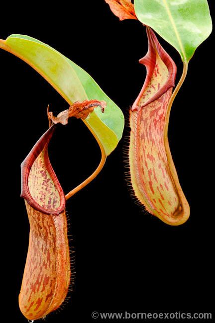 Nepenthes fusca Nepenthes fusca photos