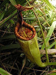 Nepenthes gantungensis httpsuploadwikimediaorgwikipediacommonsthu