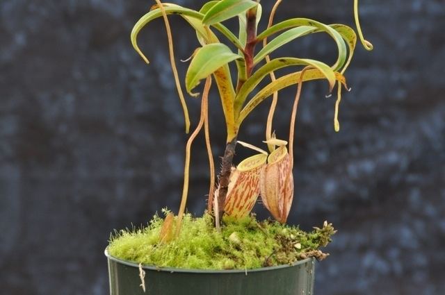 Nepenthes glabrata Nepenthes glabrata for Sale Grow Carnivorous Plants