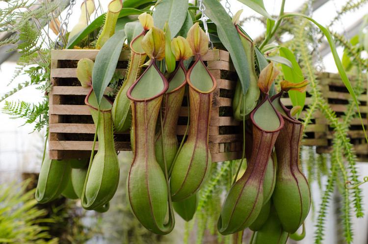 Nepenthes graciliflora Nepenthes graciliflora This Nepenthes has been in cultivat Flickr