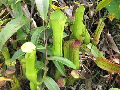 Nepenthes gracilis taxo4254 Nepenthes gracilis