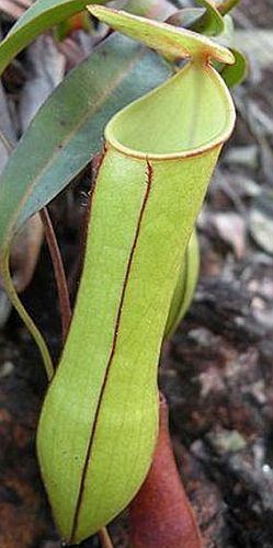 Nepenthes gracilis Nepenthes gracilis photos