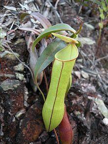 Nepenthes gracilis httpsuploadwikimediaorgwikipediacommonsthu