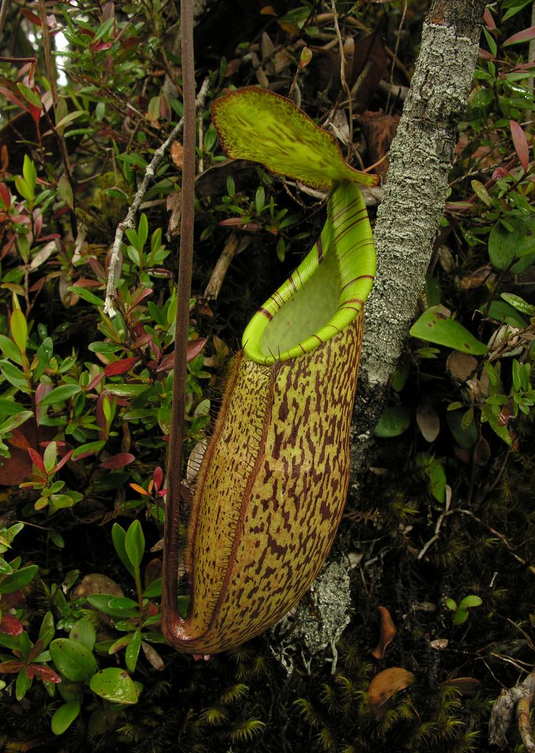 Nepenthes gracillima Nepenthes alba and Nepenthes gracillima Muskautas