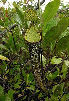 Nepenthes gracillima httpsuploadwikimediaorgwikipediacommonsthu