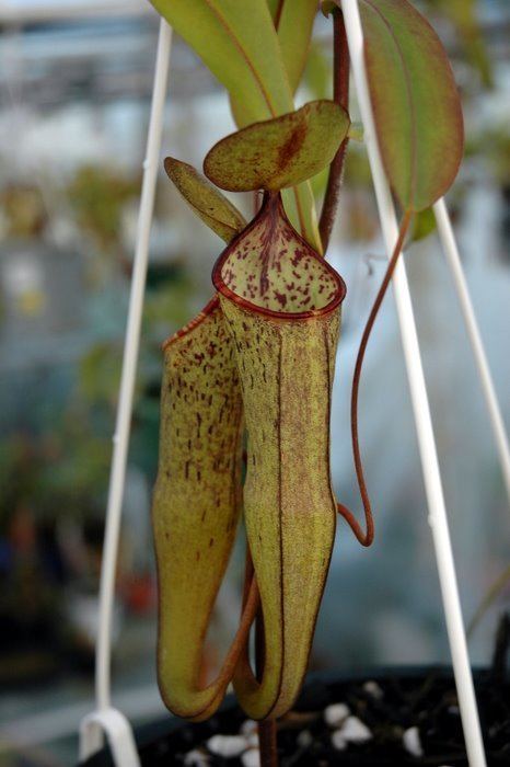 Nepenthes gracillima Nepenthes in the Greenhouse Carnivorous Plants in Cultivation