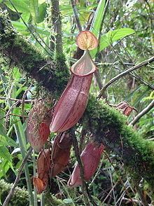 Nepenthes gymnamphora httpsuploadwikimediaorgwikipediacommonsthu