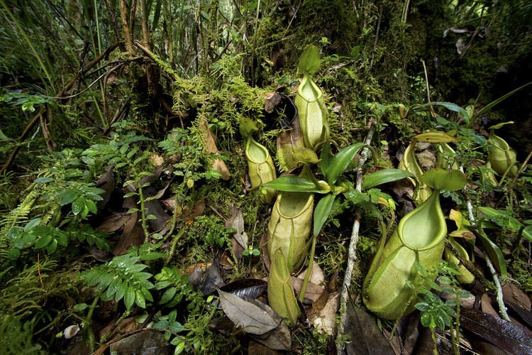 Nepenthes gymnamphora Nepenthes gymnamphora Sumatra Arddu Flickr