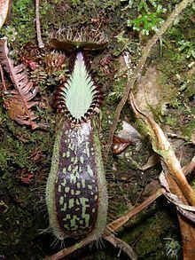 Nepenthes hamata httpsuploadwikimediaorgwikipediacommonsthu