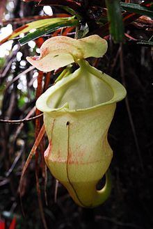 Nepenthes hamiguitanensis httpsuploadwikimediaorgwikipediacommonsthu