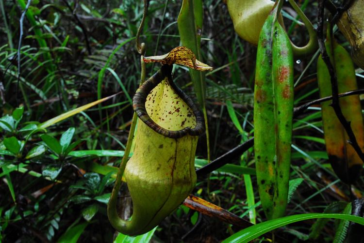 Nepenthes hamiguitanensis FileNepenthes hamiguitanensis aerial pitcherjpg Wikimedia Commons