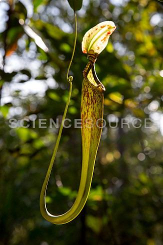 Nepenthes hemsleyana Pitcher plant Nepenthes hemsleyana Stock Photo JB7760 Science